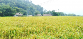 GIỚI THIỆU ĐẶC TRƯNG SẢN PHẨM GẠO NẾP LÀO MU KHÁNH THIỆN