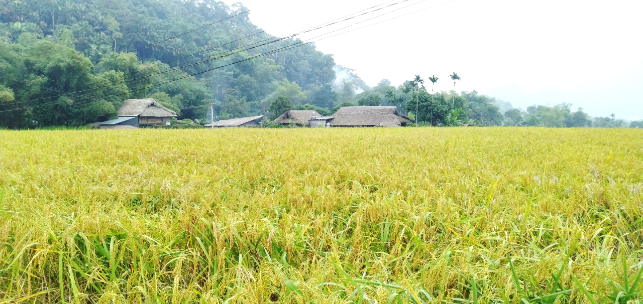 GIỚI THIỆU ĐẶC TRƯNG SẢN PHẨM GẠO NẾP LÀO MU KHÁNH THIỆN