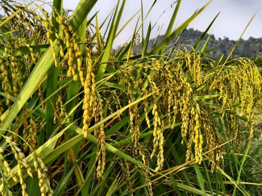 GIỚI THIỆU VỀ CÂY LÚA NẾP LÀO MU KHÁNH THIỆN 2 1