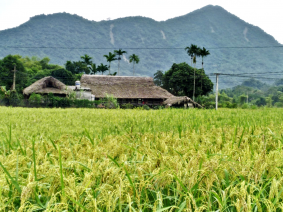 GIỚI THIỆU VỀ CÂY LÚA NẾP LÀO MU KHÁNH THIỆN