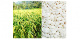 HƯỚNG DẪN KỸ THUẬT TRỒNG, CHĂM SÓC, THU HOẠCH VÀ BẢO QUẢN SẢN PHẨM MANG NHCN “GẠO NẾP LÀO MU – KHÁNH THIỆN”