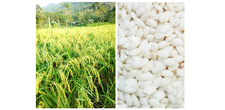 HƯỚNG DẪN KỸ THUẬT TRỒNG, CHĂM SÓC, THU HOẠCH VÀ BẢO QUẢN SẢN PHẨM MANG NHCN “GẠO NẾP LÀO MU – KHÁNH THIỆN”